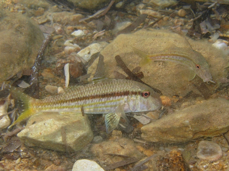 Mullus barbatus vs. Mullus surmuletus